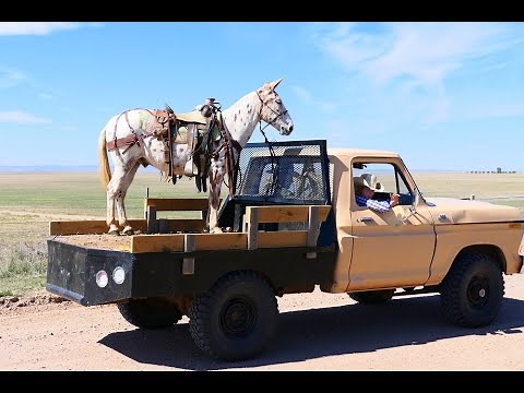 Leopard Appaloosa Mule For Sale