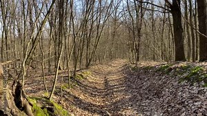 A walk through the forest. Spring sunny forest. The road among the trees. Leafless grove. Forest road in autumn. Hornbeam forest. High quality 4k footage