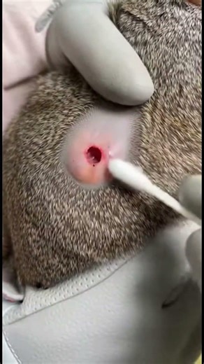 This Squirrel Was Dying... Watch What Happens Next 🐿️"
