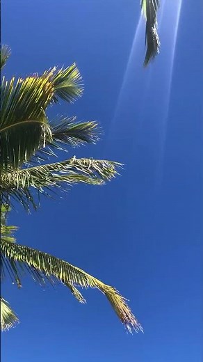 Laying under coconut tree. Sounds of nature and relaxation.