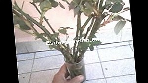 Como E Quando Podar Uma Photinia? 🌿 Tudo Sobre Jardinagem E Projeto Do Jardim - 2025