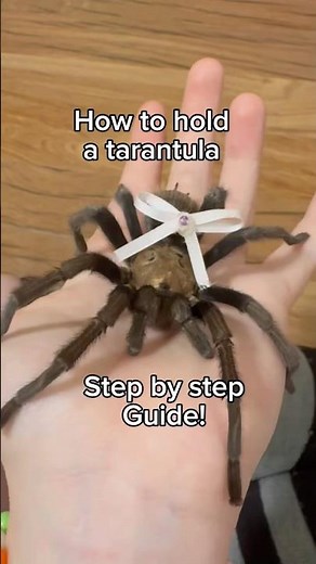 How to hold a tarantula! Step by step guide!!!!
