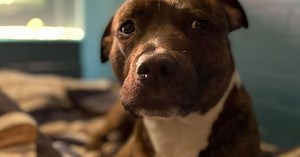 Warning issued after healthy dog died from rare disease spread through rat urine