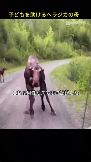 感動の動物レスキュー物語