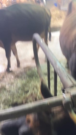 42K views · 640 reactions | After a week of being in the barn because of the extreme weather, the cows were ready to get back outside. | Peaceful Hills Farm | Facebook