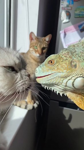Adorable Iguana and Cat Moments: Kisses, Playtime, and More!