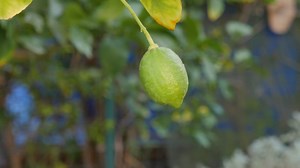 Lemon Tree Videos: Download 11,788+ Free 4K & HD Stock Footage Clips - Pixabay