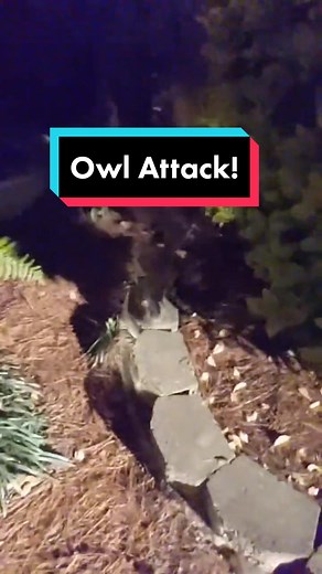 Owl Attack on Bonnie's Nest: A Midnight Drama