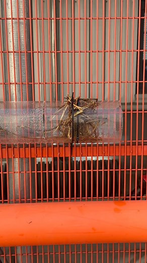 The 4350 psi root-cutting performance effectively removes tree roots. When grass roots grow deep into the sewer, the pipes can become filled with dense root systems. To deal with these stubborn roots, a root-cutting nozzle must be used.#RootCutting#SewerCleaning#HighPressureWasher#4350PSI#RootRemoval | Mike Amjet