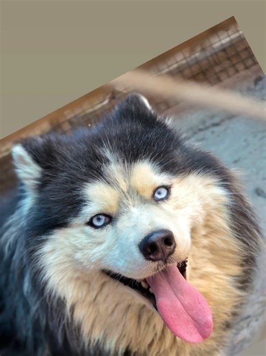 Essential Care Guide for Your Husky Dog