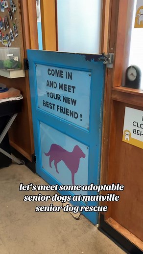 Meet Adoptable Senior Dogs at Muttville Senior Dog Rescue