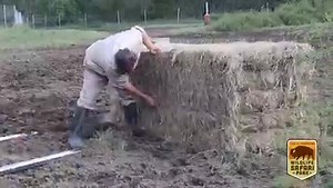 3.7K views · 70 reactions | 怜 Happy #NationalBisonDay! 怜 With 40 acres to roam, a lot of the care our bison herd receives comes down to very ground they stomp on! Follow along as we take you on the morning and evening routines of these Wildlife Safari Park icons, who also happen to be the nation’s mammal. | Wildlife Safari Park | Facebook