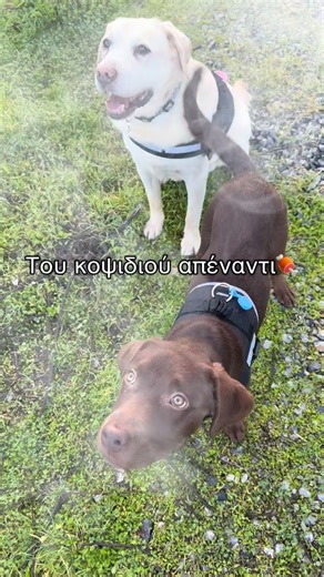 Skoupas & Keftes | The Labradors on Instagram: "Οταν οι στίχοι μιλάνε στα τριγλυκερίδια, και η τσίκνα κάνει νόημα, ξέρεις… 🍖🍗 👉 Στείλε το στο BBQ ταίρι σου να ετοιμάζεται 😅 @mojestik.gr #τσικνοπέμπτη #dogoftheday #dogstagram #dogsofinstagram #skoupaskeftesthelabradors"