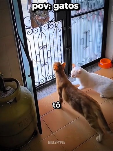Melhores Memes de Gatos em POV 😂
