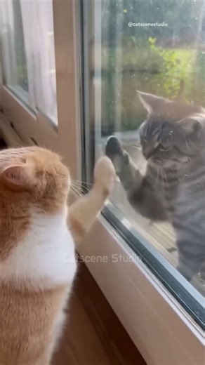This Is What Happens When Two Idiot Cats Meet a Window