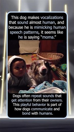 This Dog’s Voice Sounds Almost Human