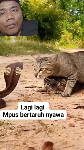 51K reactions · 1.6K shares | A cat's deadly fight to protect its kittens #fyp #reels #catlover | Jhoe Hart Kurnia Ahmad | Facebook