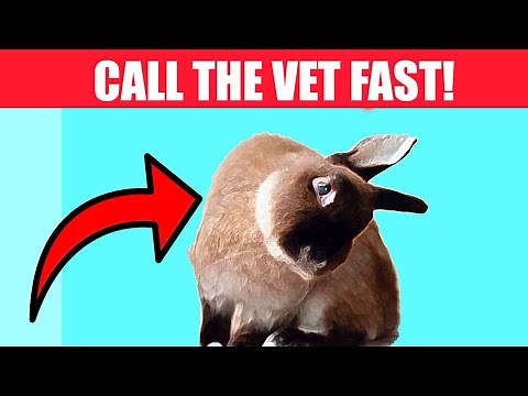 If Your Rabbit Does THIS, Call The Vet Immediately (And 11 Other Signs Your Rabbit Needs Help)