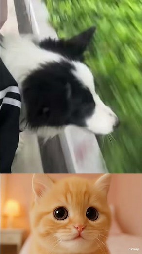 Funny Pet Fails Compilation Hilarious Animals Getting Into Trouble Must See Moments! #136