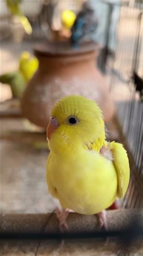 #australianparrots #cutebirds #parrot