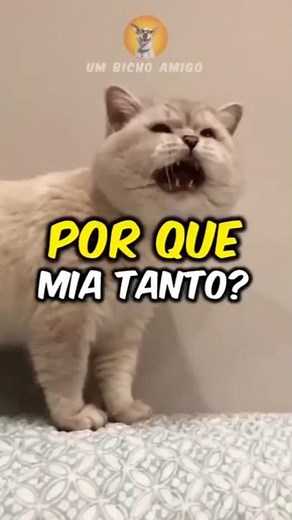 Why is your cat meowing so much?