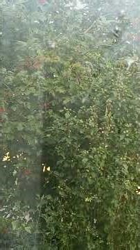 Г480Проза вступу 6 Introduction prose #agro #nature #funny #love #natura #humor #animals #humour