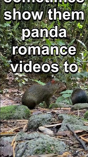5 Dumbest Animals On Earth 🤯