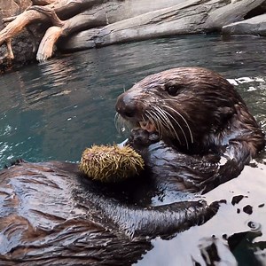 Lincoln's searchin for urchin. | Oregon Zoo