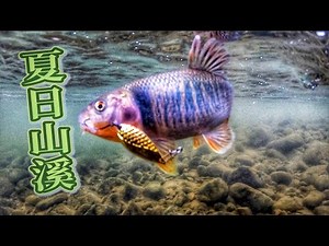 This contains native fish species in Taiwan!In the stream behind Grandpa's house, my hands are sore!
