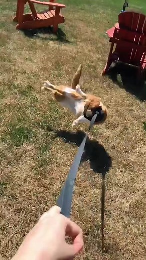 so… harness training did NOT go well #catsoftiktok #cat #petsoftiktok #funnyanimals #orangecat #beautynthebean