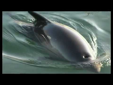 Protecting Harbour Porpoises