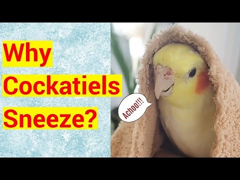 Why Cockatiels Sneeze?