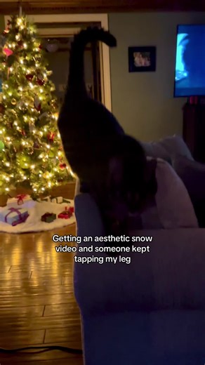 He literally said, “it’s beautiful, right?” #snowday #holidaycats #catsoftiktok