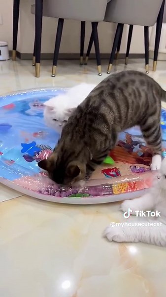 The quality of the waterbed is so good, the cat scratched it for so long without leaking 🐈🐈‍⬛🐈😍❤️#petwaterbed #waterpillow #waterbed #catbed