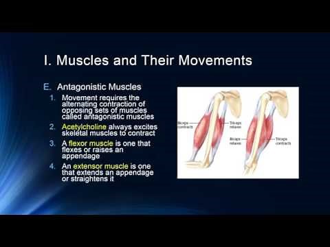Movement Part 1: Muscles and Muscle Control