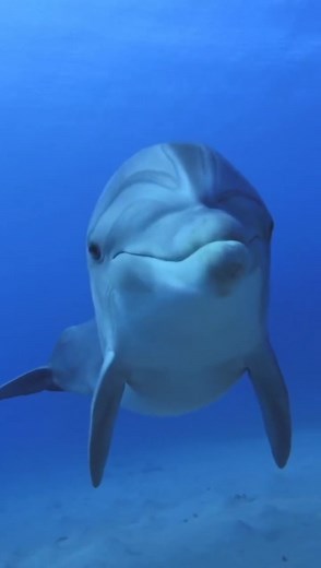 Dolphins make two types of sound; social sounds - squeals and whistles, much of which we humans can hear, and very high-frequency bio-sonar bursts, which we only hear as clicks. While we haven’t figured out whether their social sounds are structured into a vocabulary - where certain sounds ‘mean’ certain things, we do know that some dolphins have “signature whistles” which serve as names – for themselves, and for others.Bio-sonar are bursts of high-frequency energy which they project out into th