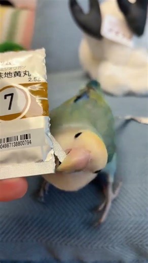 #鸚鵡#牡丹鸚鵡#鸚鵡日常 #鸚鵡鸚鵡萌萌噠逗鸚鵡