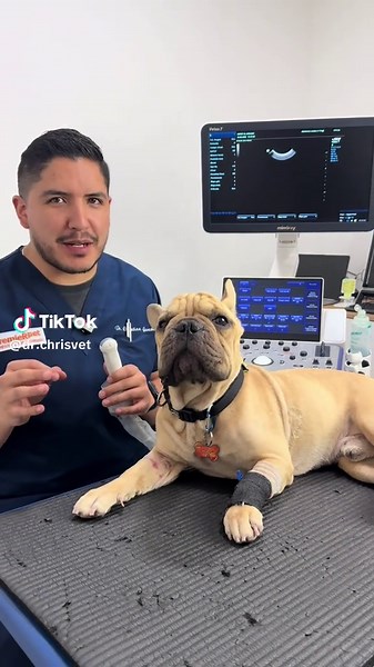 Ecografía de Tórax en Veterinaria: Aprende Conmigo