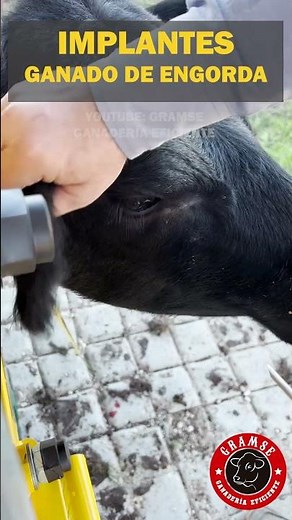 IMPLANTES PARA GANADO DE ENGORDA #ganado #campo #rancho #zootecnia #pecuaria #toros