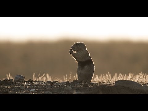Smithsonian Researchers Track Prairie Dogs Underground for First Time