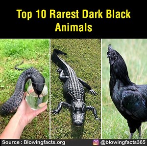 224K views · 3.9K reactions | Top 10 rarest dark black animals | Facts that will blow your mind | Facebook