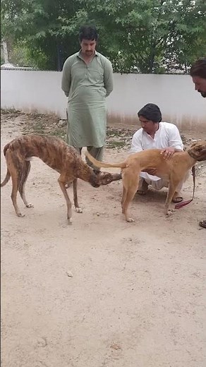 Greyhound Dog Breeding Process#DogBreeding #GreyhoundBreeding #DogMating #AnimalBreeding#breedingdon