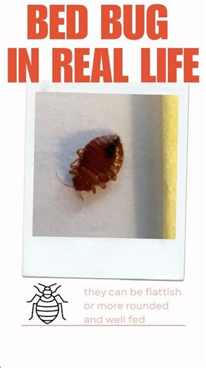 Could It Really Be Just One Bed Bug?