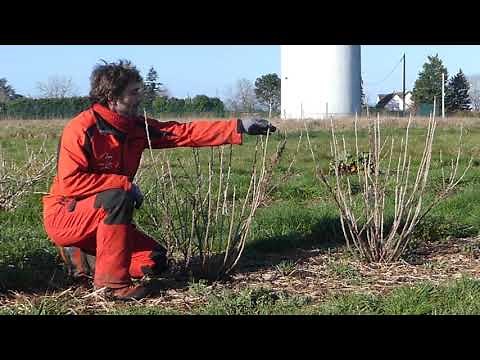 Tutoriel de taille d'entretien des Groseilliers à grappes