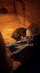 During calving season, cows and calves are not separated. We bring the newborn calf in if the weather is extremely cold, maybe the calf seems a little slow and may need help nursing, etc., and the cow follows. Our job during calving is to help when needed. To provide them with the best care possible, which sometimes means having the cow follow the calf in to the shed for assistance. Calving season is one, if not the, most demanding time of the year. | D&D Beef