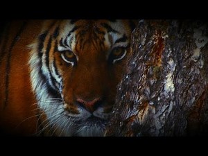 A Hunter's Fatal Mistake | Man-Eating Zombie Cats