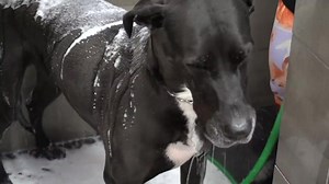 Girl With The Dogs on Reels