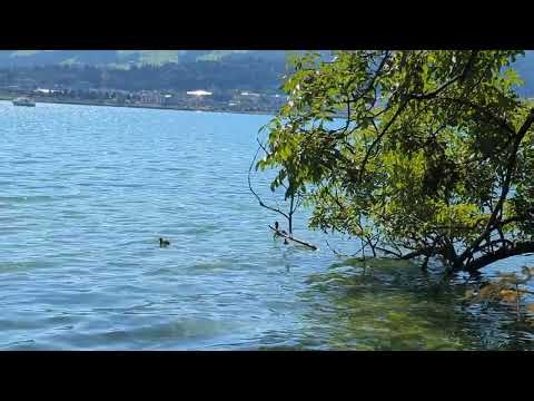 Lake Zürich Wildlife: A Water Bird and Two Chicks at Ufenau (Switzerland) 🇨🇭