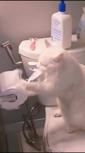 #cat #приколы #юмор #smile #foryou #animals #2021 #Cat_Dog_Smil