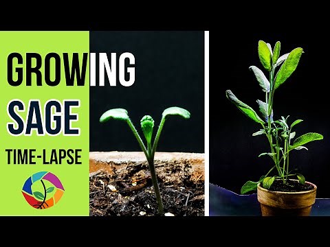 Growing Sage Herb from Seed (30 Days Time Lapse)